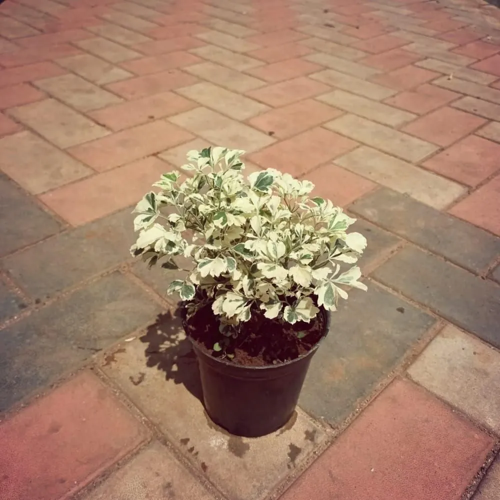 Aralia Golden in 5 Inch Nursery Pot (colour may vary)