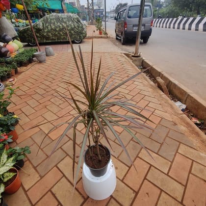 Buy Dracaena Marginata in 6 Inch Plastic Pot Online | Urvann.com