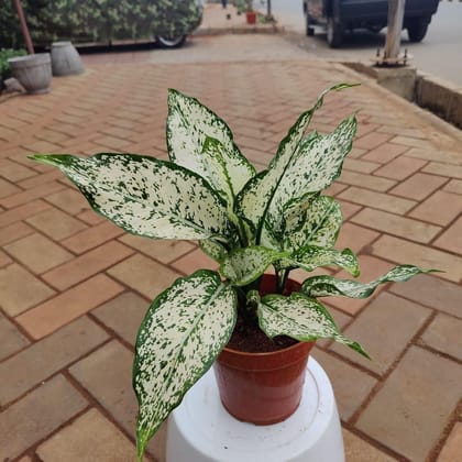 Buy Dieffenbachia sanguine in 4 Inch Plastic Pot Online | Urvann.com