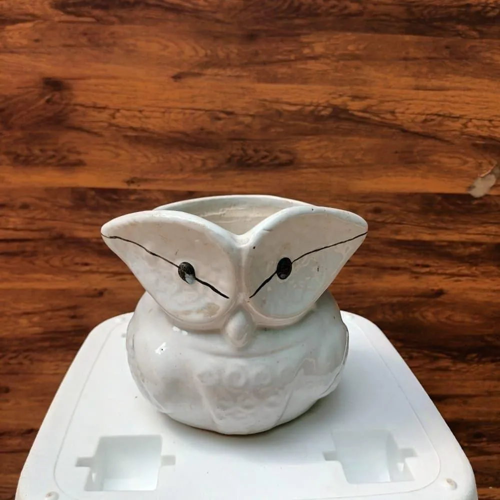 4 Inch Cute Owl Designer Ceramic Pot (colour may vary)