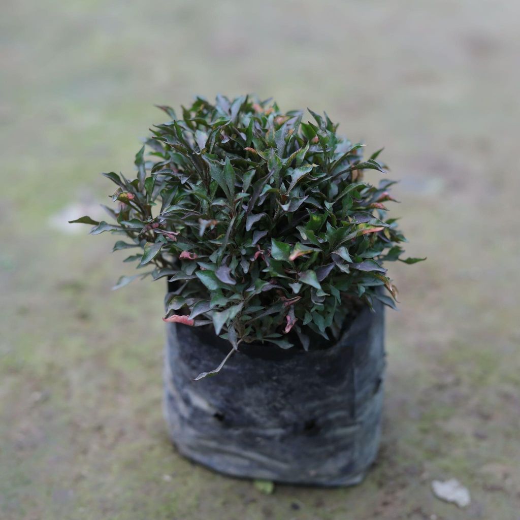 Buy Alternanthera in 4 Inch Nursery Bag Online | Urvann.com Alternanthera in 4 Inch Nursery Bag