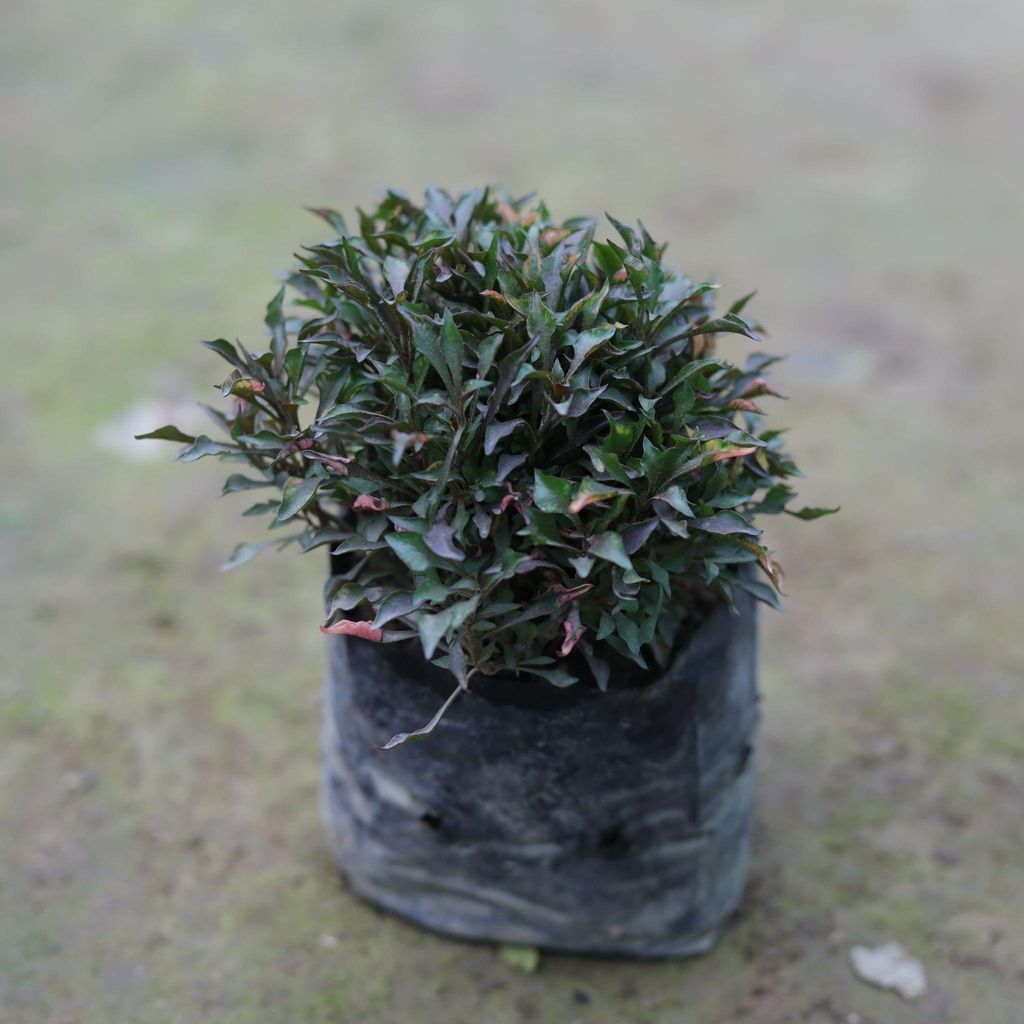 Alternanthera in 4 Inch Nursery Bag