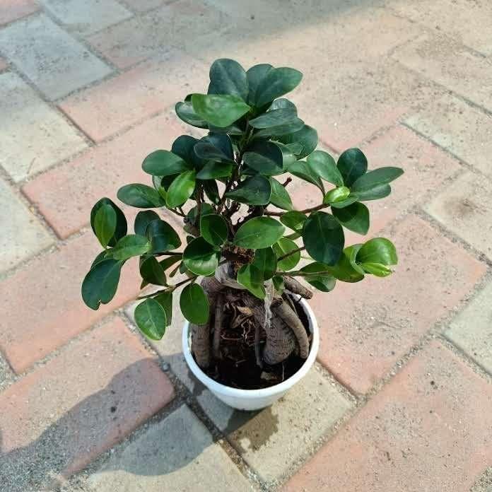 Ficus Bonsai (5 years old) in 4 Inch Nursery Pot