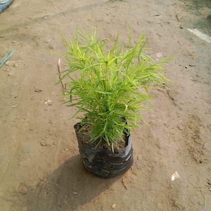 Buy Kochia In 4 Inch Nursery Bag Online | Urvann.com