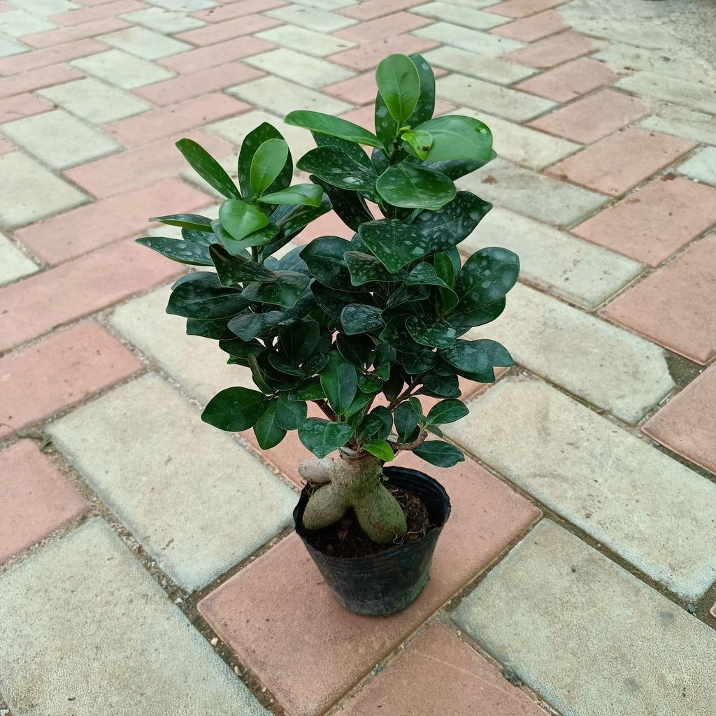 Ficus Bonsai in 4 Inch Nursery Bag