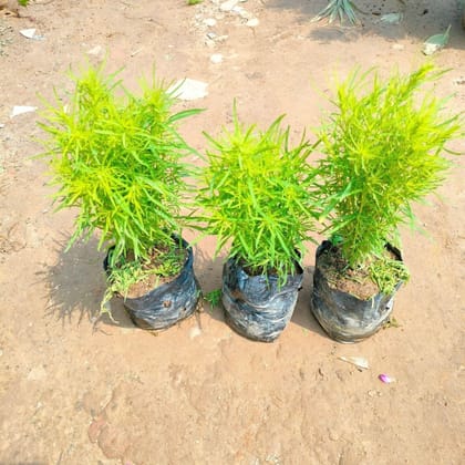 Set of 3 Kochia in 4 Inch Nursery Bag