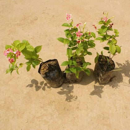 Buy Set of 3 - Madhu Malti / Rangoon Creeper (any colour) in 4 Inch Nursery Bag Online | Urvann.com