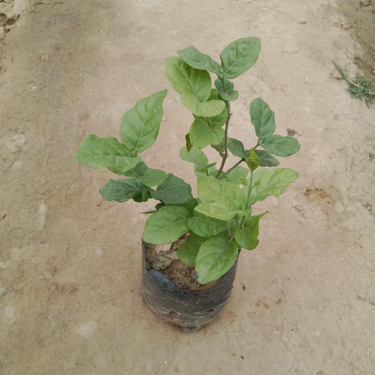 Mogra (any colour) in 4 Inch Nursery Bag