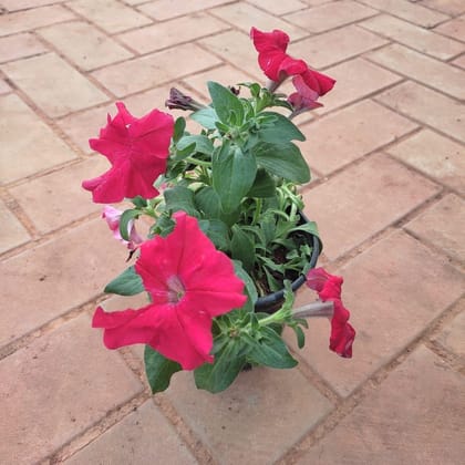 Buy Petunia Red in 5 Inch Plastic Pot Online | Urvann.com