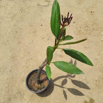 Buy Champa Red in 8 Inch Plastic Pot  Online | Urvann.com