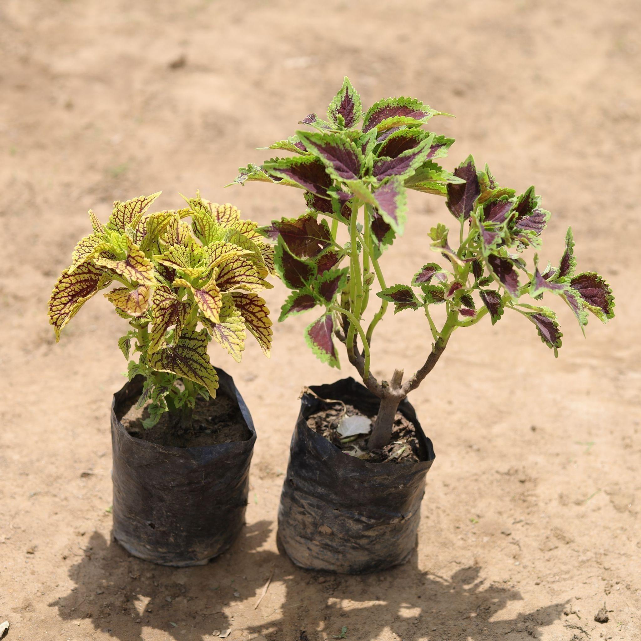 Set of 2 - Coleus (any colour & pattern) in 4 Inch Nursery Bag
