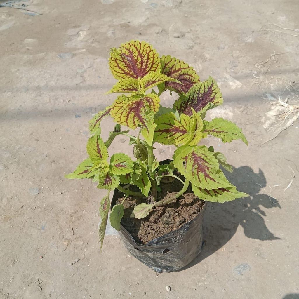 Buy Coleus (any colour) in 4 Inch Nursery Bag Online | Urvann.com Coleus (any colour) in 4 Inch Nursery Bag