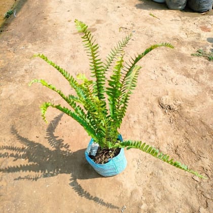 Buy Fern In 4 Inch Nursery Bag Online | Urvann.com