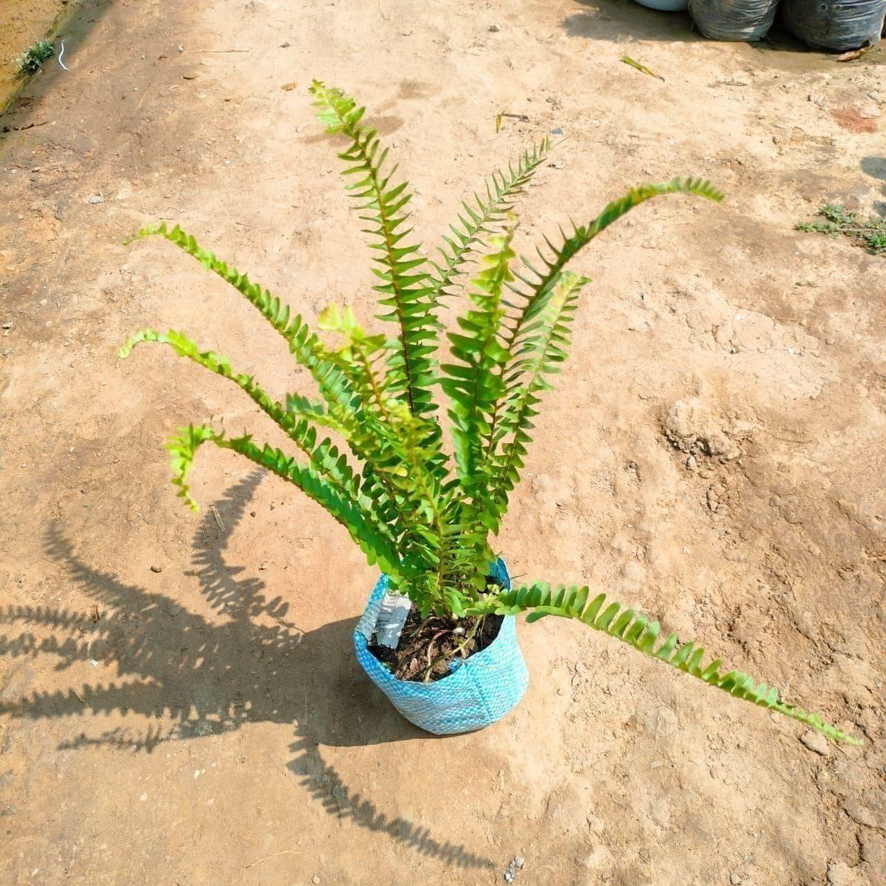 Fern in 4 Inch Nursery Bag