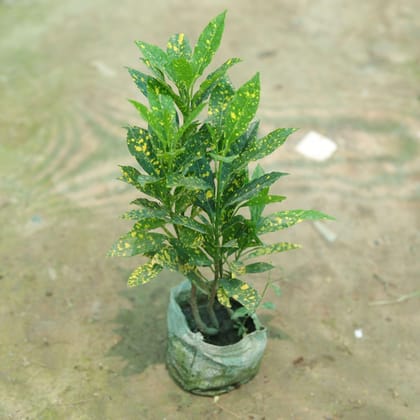 Buy Baby Croton in 4 Inch Nursery Bag Online | Urvann.com