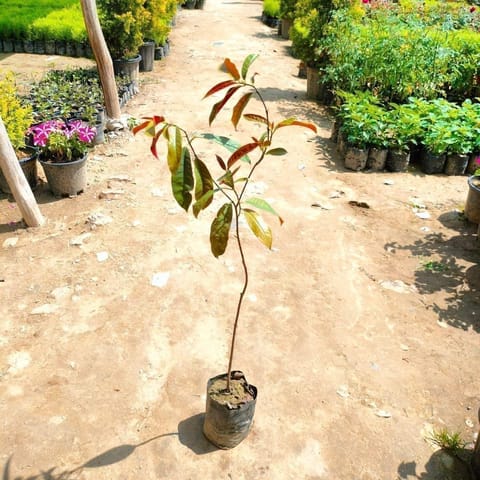 Laila Majnu / Excoecaria Bicolor in 4 Inch Nursery Bag