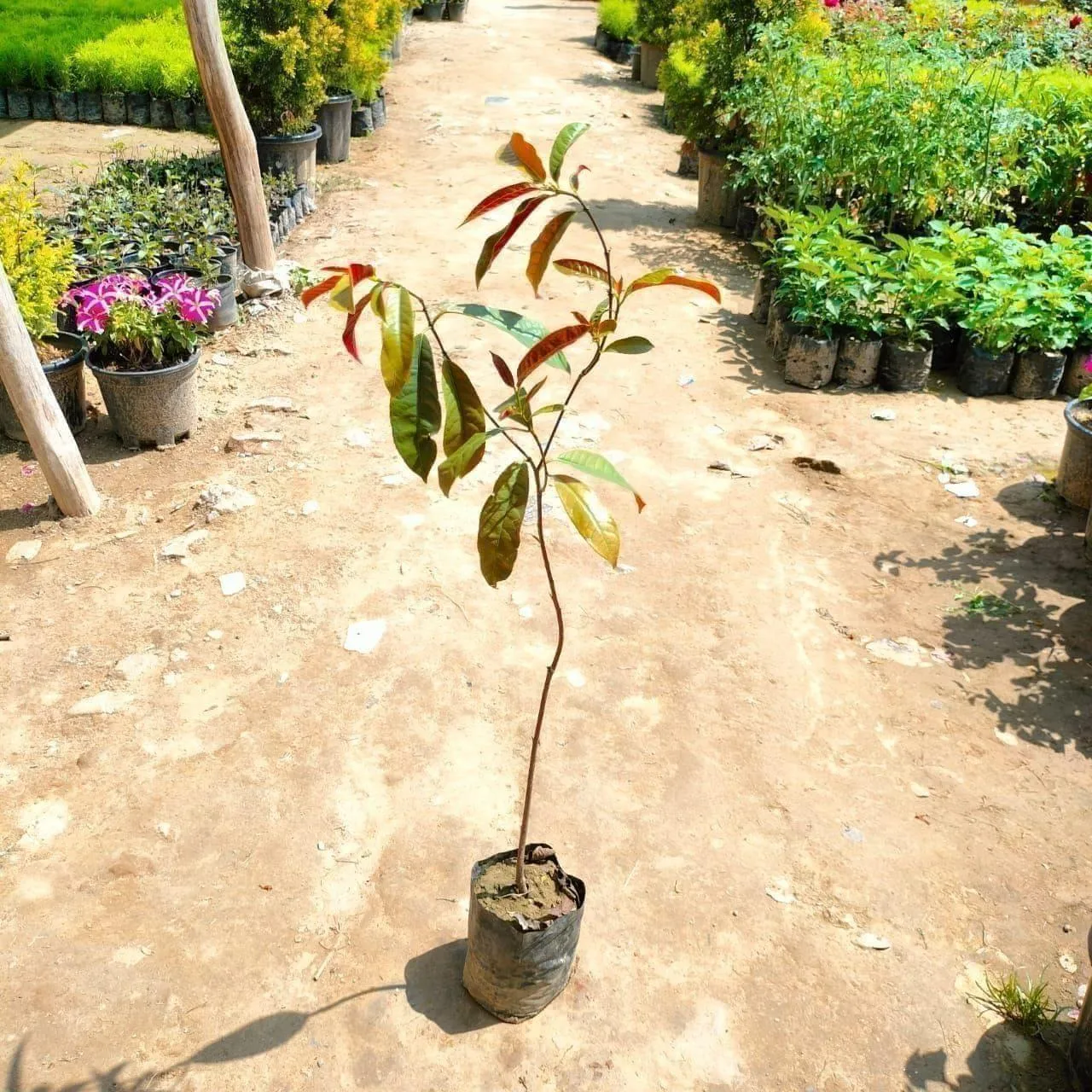 Laila Majnu / Excoecaria Bicolor in 4 Inch Nursery Bag