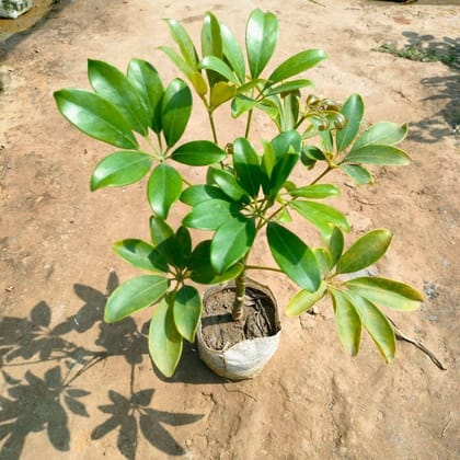 Buy Schefflera Green In 4 Inch Nursery Bag Online | Urvann.com