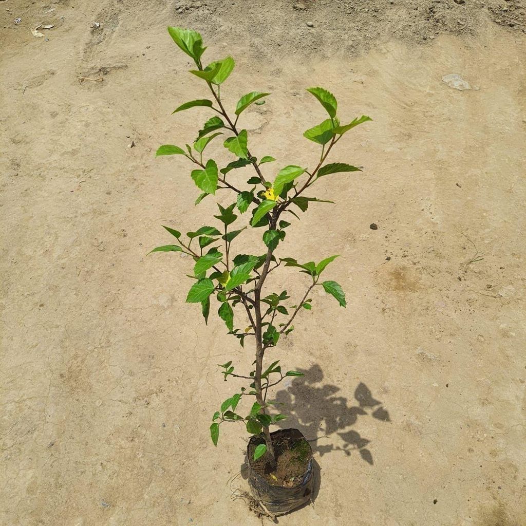 Buy Hibiscus Desi (~ 2-3) ft. (any colour) in 5 Inch Nursery Bag Online | Urvann.com Hibiscus / Gudhal Desi (~ 2-3) ft. (any colour) in 5 Inch Nursery Bag