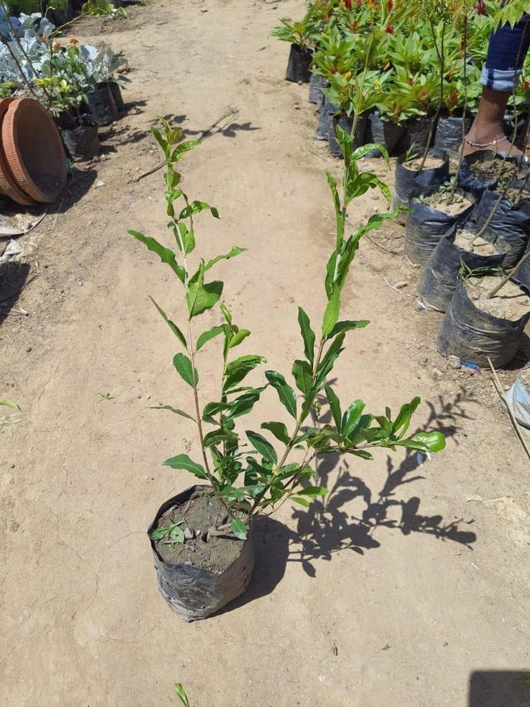 Buy Anar Desi / Pomegranate Plant in 4 Inch Nursery Bag Online | Urvann.com Anar Desi / Pomegranate Plant in 4 Inch Nursery Bag
