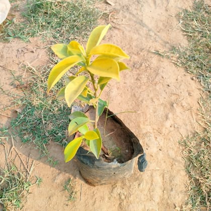 Buy Ficus Golden Panda in 2 Inch Nursery Bag Online | Urvann.com