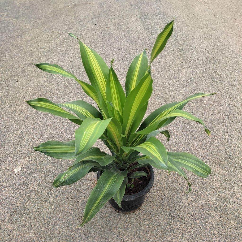 Buy Dracaena Fragrans Vareigated in 8 Inch Plastic Pot Online | Urvann.com Dracaena Fragrans Vareigated in 8 Inch Nursery Pot