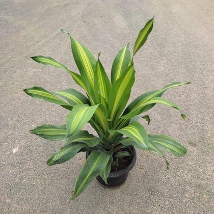 Buy Dracaena Fragrans Vareigated in 8 Inch Plastic Pot Online | Urvann.com