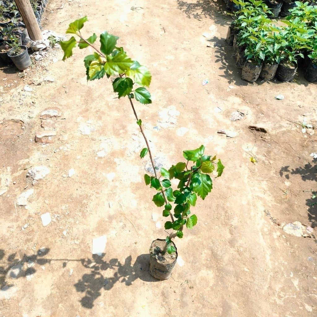 Hibiscus / Gudhal (any colour) in 4 Inch Nursery Bag