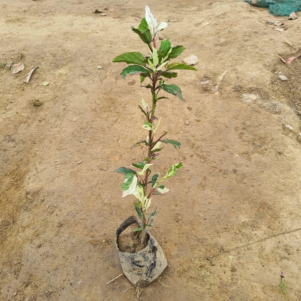 Buy Hibiscus Variegated (Any Colour) In 4 Inch Nursery Bag Online | Urvann.com Hibiscus / Gudhal Variegated (Any Colour) in 4 Inch Nursery Bag