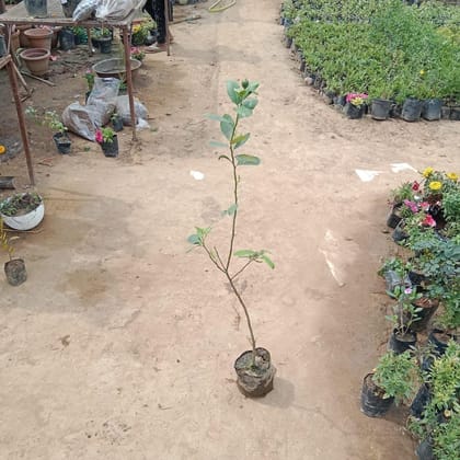 Buy Nimbu / Lemon In 7 Inch Nursery Bag Online | Urvann.com