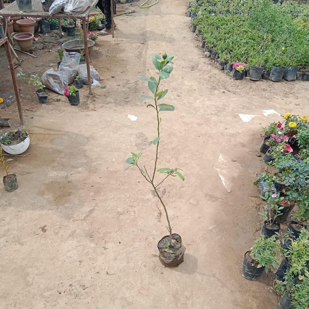 Nimbu / Lemon in 7 Inch Nursery Bag
