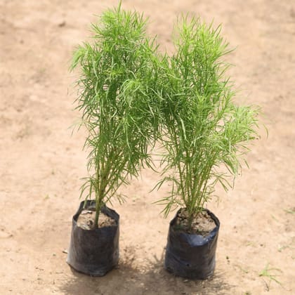 Buy set of 2 - Kochia in 4 Inch Nursery Bag Online | Urvann.com