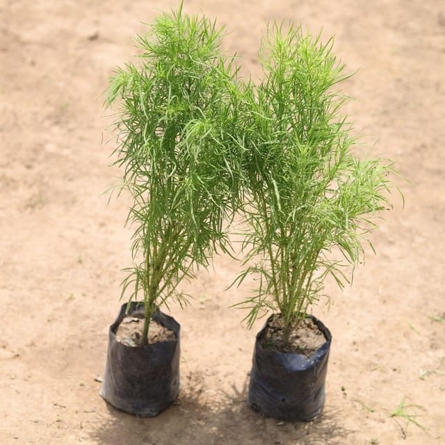 set of 2 - Kochia in 4 Inch Nursery Bag