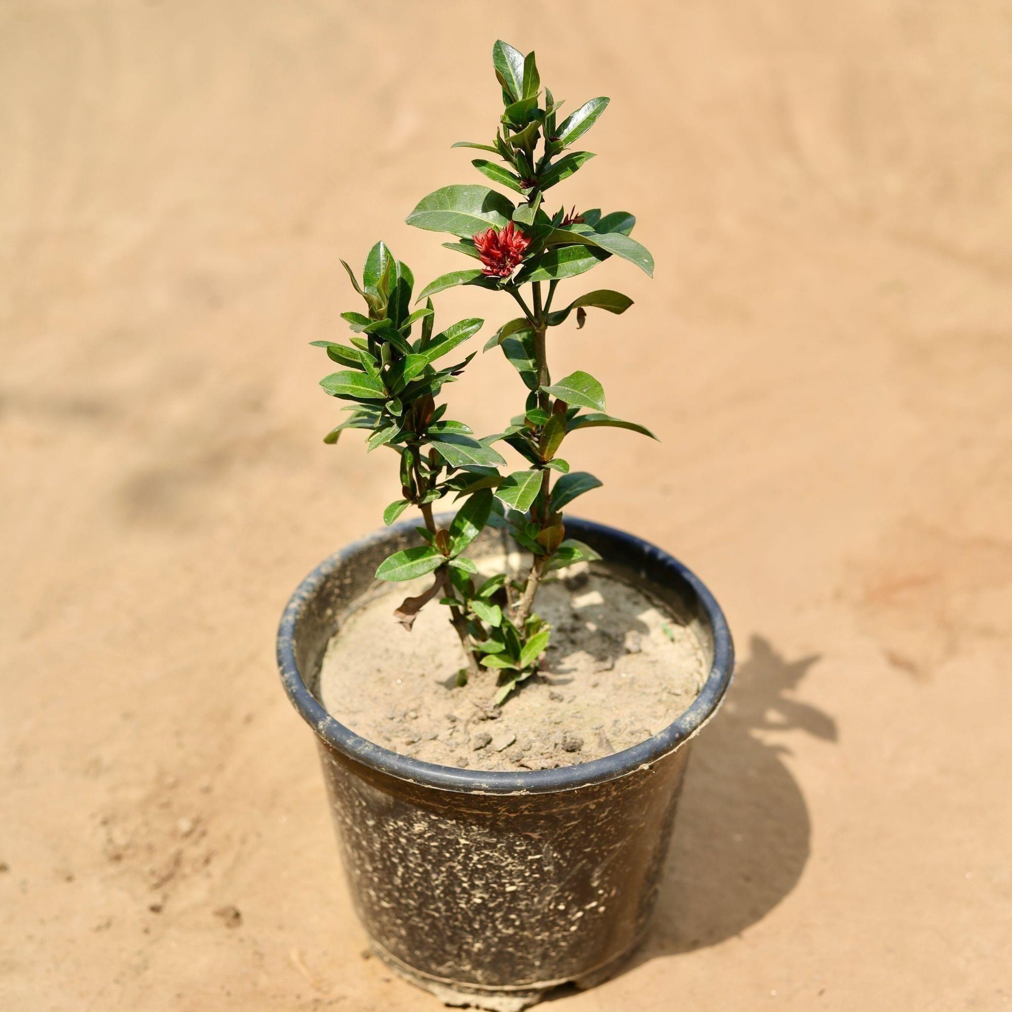 Ixora Miniature (Any Colour) in 6 Inch Nursery Pot