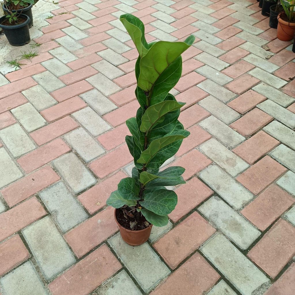 Fiddle Leaf Fig ~ 1 feet in 6 Inch Nursery Pot
