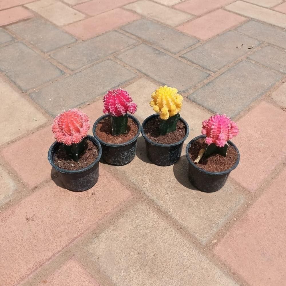 Set of 4 - Moon Cactus (any colour) in 3 Inch Nursery Pot