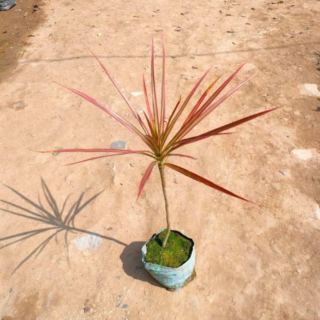 Buy Dracaena Clorma In 4 Inch Nursery Bag Online | Urvann.com Dracaena Colorama / Marginata in 4 Inch Nursery Bag