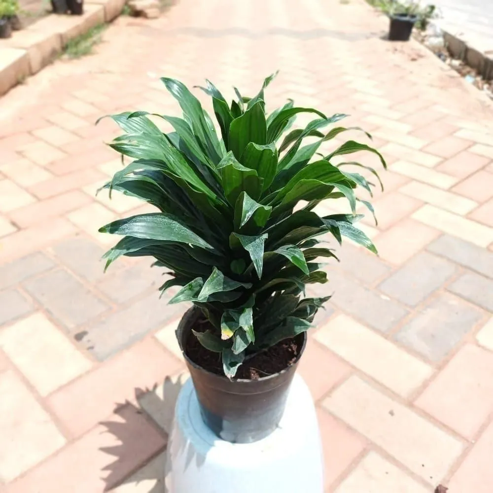 Dracaena Green in 6 Inch Nursery Pot