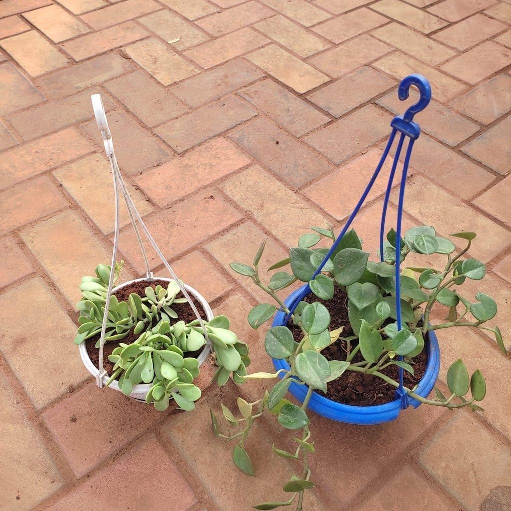 Buy Set of 2 - (Pigmyweeds & Vinca Vine) in 6 Inch Hanging Basket (any colour) Online | Urvann.com Set of 2 - (Pigmy weeds & Vinca Vine) in 6 Inch Hanging Basket (any colour)