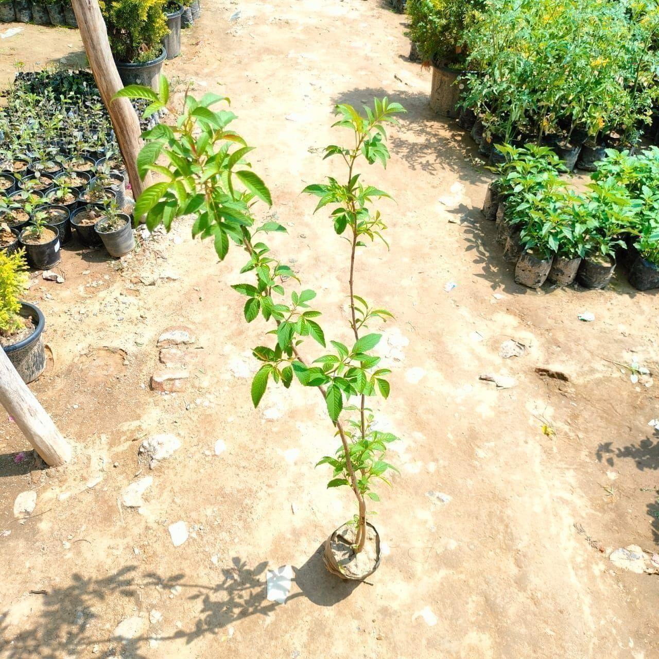 Tecoma Yellow in 5 Inch Nursery Bag