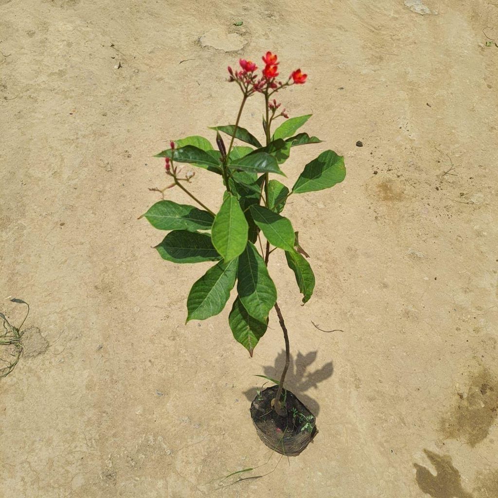 Jatropha / Nettlespurges in 4 Inch Nursery Bag