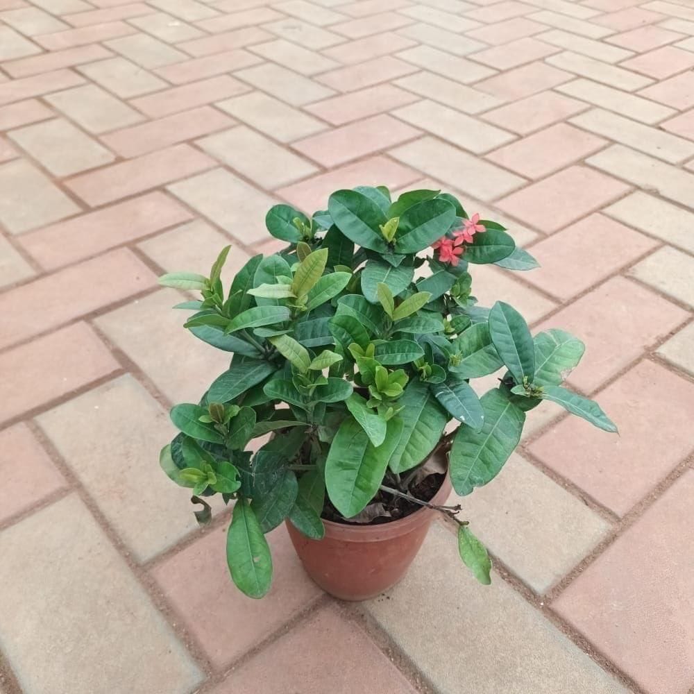 Buy Ixora (any colour) in 4 Inch Plastic Pot Online | Urvann.com Ixora (any colour) in 4 Inch Nursery Pot