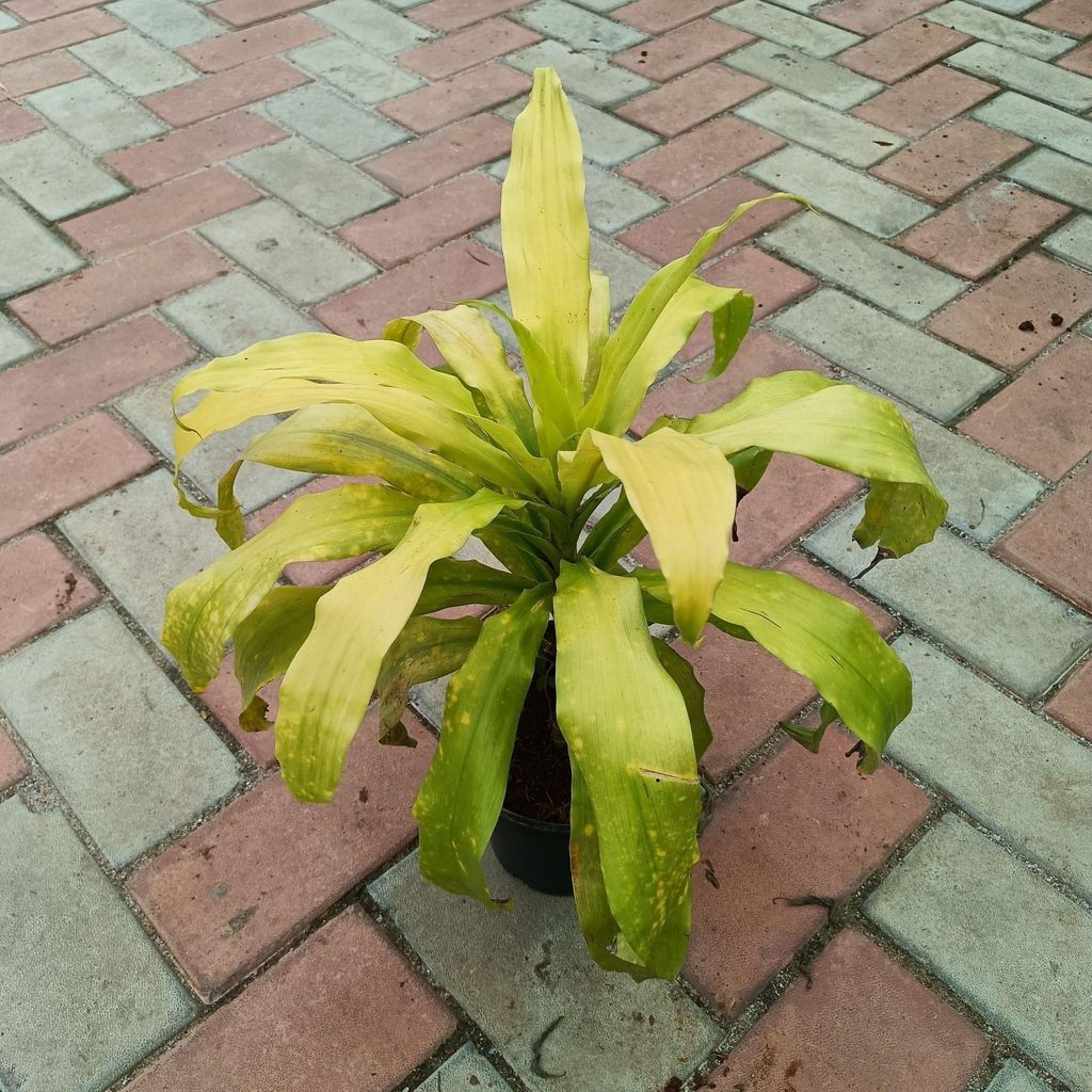 Buy Dracaena Golden in 6 Inch Plastic Pot Online | Urvann.com Dracaena Golden in 6 Inch Nursery Pot