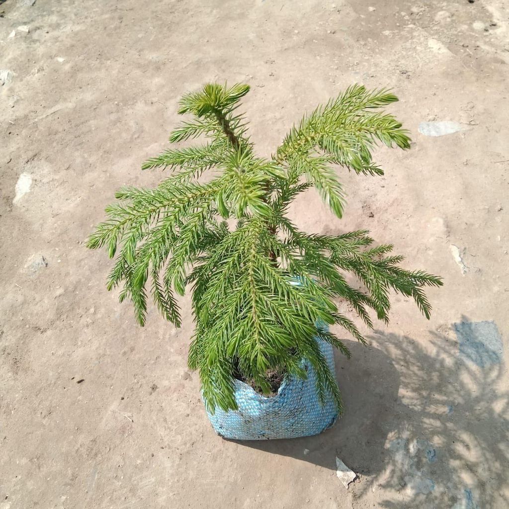 Buy Araucaria / Christmas Tree In 5 Inch Nursery Bag Online | Urvann.com Araucaria / Christmas Tree in 5 Inch Nursery Bag