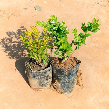 Buy Set of 2 - Cuphea (White & Purple) in 4 Inch Nursery Bag Online | Urvann.com