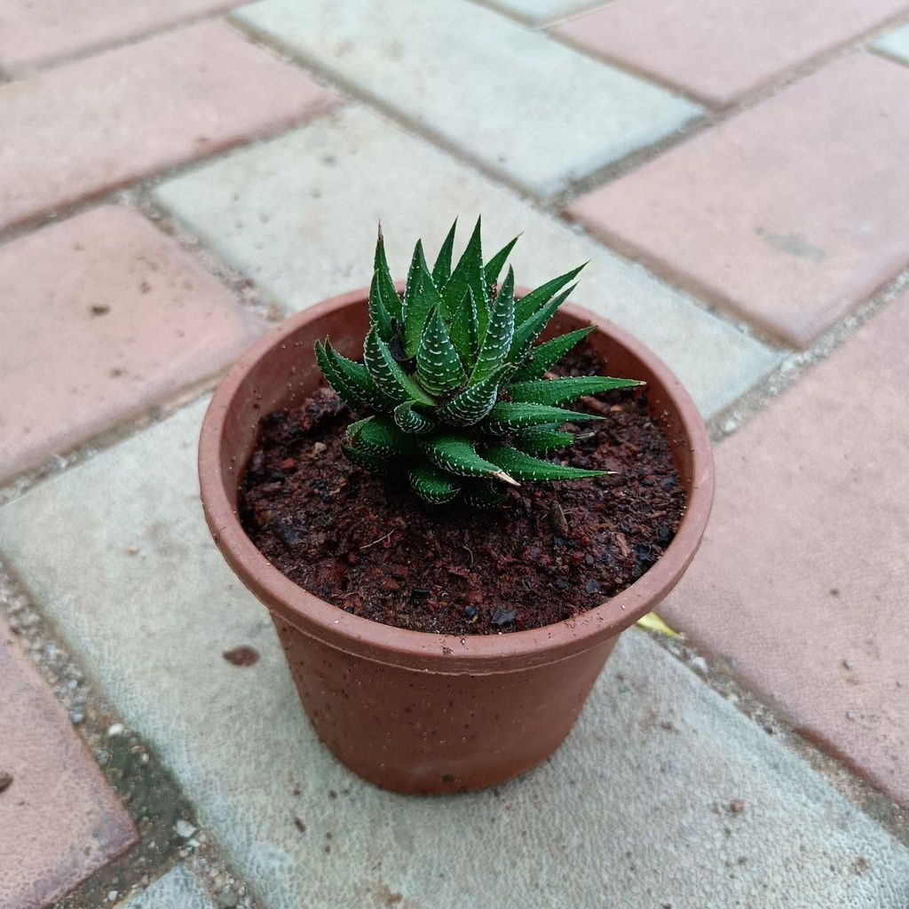Buy Zebra Haworthia in 4 Inch Plastic Pot Online | Urvann.com Zebra Haworthia in 4 Inch Nursery Pot