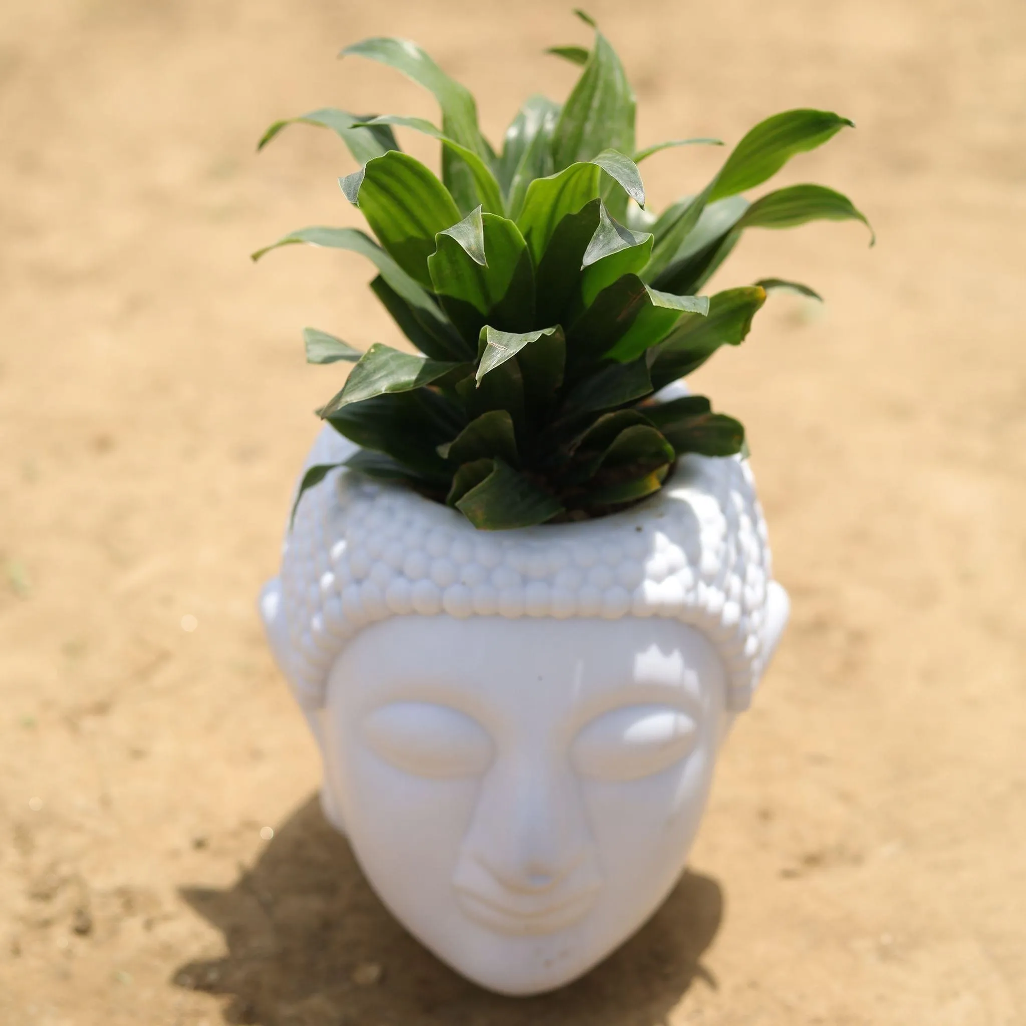 Dracaena Compacta in 6 Inch Classy White Buddha Plastic Pot
