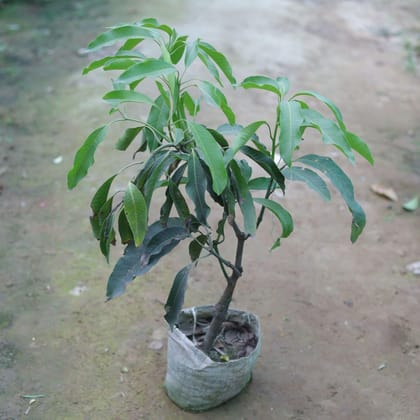 Buy Mango all season in 6 Inch Nursery Bag Online | Urvann.com
