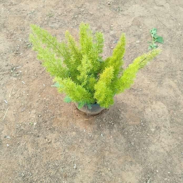 Spara Grass Mary in 6 Inch Nursery Pot