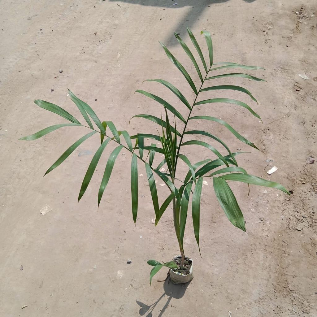 Cikotia Palm in 5 Inch Nursery Bag